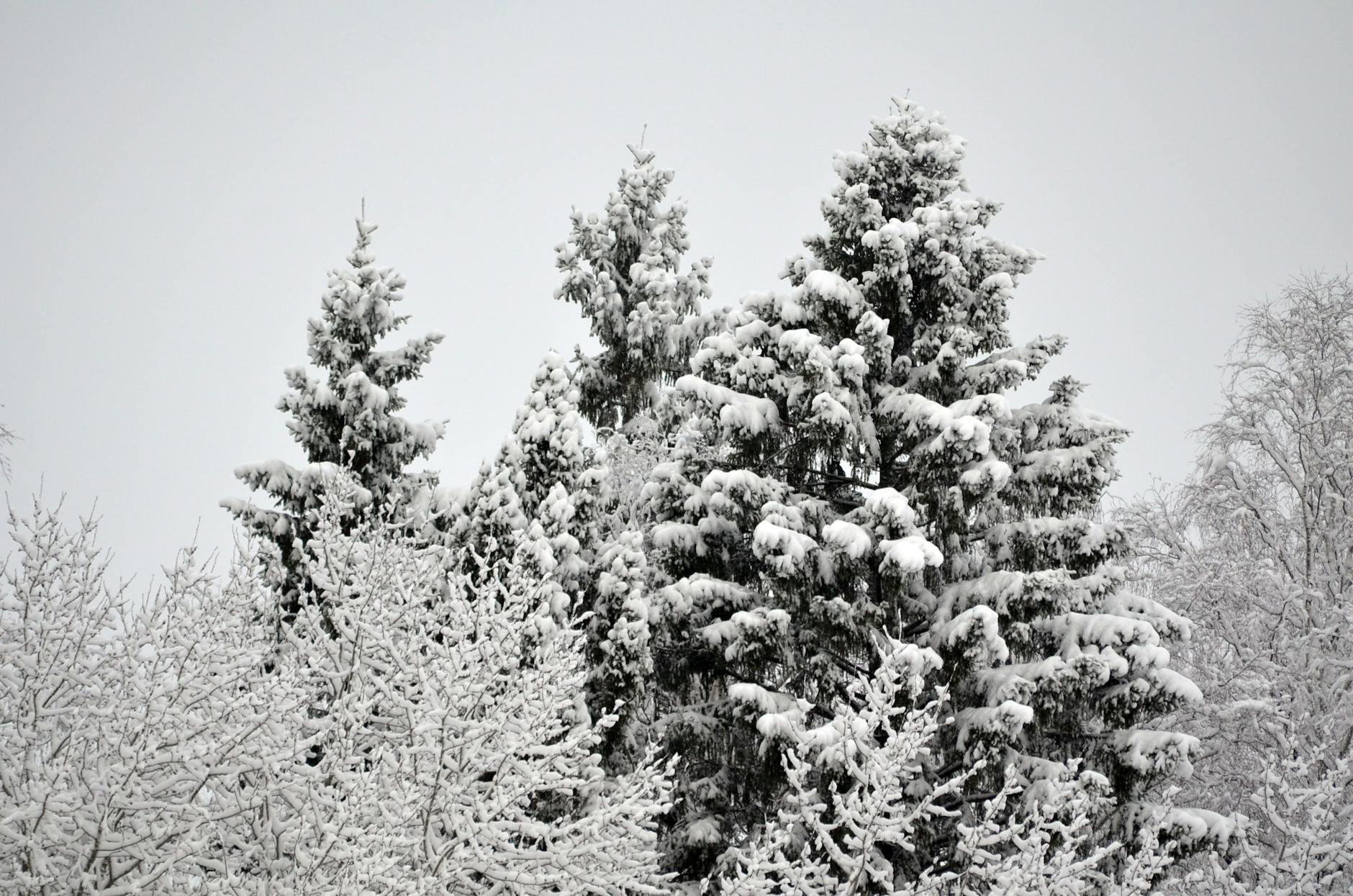 photo of trees covered in white snow